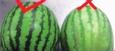 延津吃瓜群众挑西瓜视频,延津瓜农教你如何一眼挑出最甜西瓜