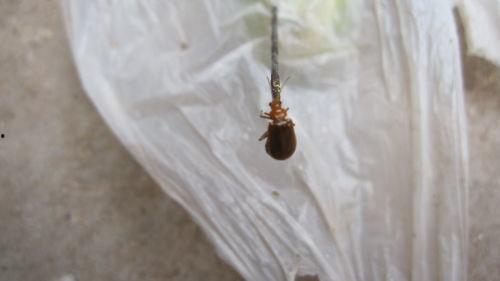 瓜叶有虫吃怎么办视频,视频揭秘高效除虫技巧