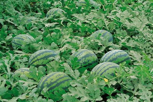 郑州八卦群吃瓜视频最新,吃瓜视频揭露惊人内幕