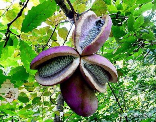 夏普吃八月瓜视频,一场味蕾与自然的邂逅