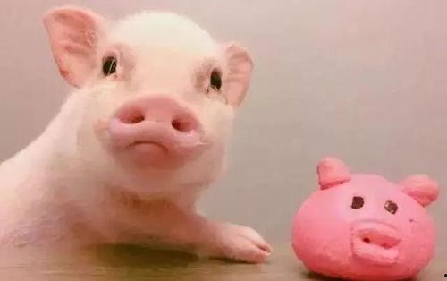 抖音粉红色的猪吃瓜视频,抖音上演萌宠喜剧