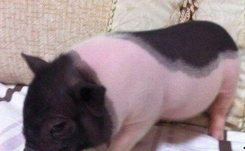 宠物猪吃哈密瓜视频,宠物猪的甜蜜美食之旅