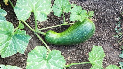 瓠瓜新鲜怎么吃才好吃视频,视频教你新鲜瓠瓜怎么吃才最好吃