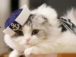 猫的次元吃瓜全部视频,穿越次元壁，揭秘猫咪的奇幻世界