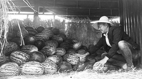 蠡县吃瓜群众事件视频,一场网络舆论的风暴与反思