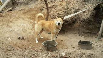 广州东山土狗吃瓜视频,广州街头一幕引网友热议