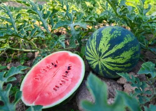 河南近期吃瓜新闻视频大全,河南近期吃瓜新闻视频大盘点