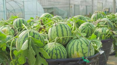 南大共青学姐吃瓜视频大全,揭秘校园热点背后的故事