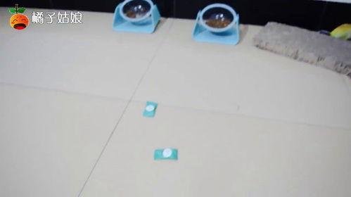 吃瓜群众看猫捉老鼠视频,吃瓜群众视角下的趣味对决