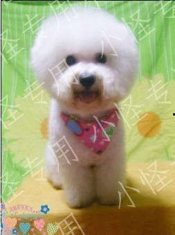 比熊可以吃土瓜么吗视频,比熊犬能否食用土瓜的揭秘