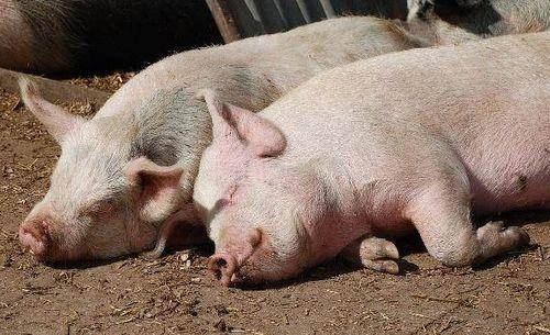 猪可以吃瓜椒吗有毒吗视频,猪能否食用瓜椒？揭秘其安全性及潜在毒性