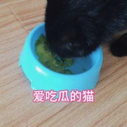 猫咪吃瓜震惊原视频,萌态百出引网友热议