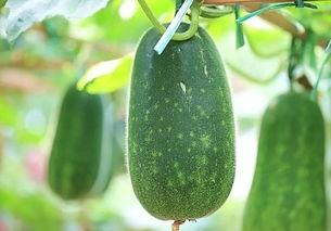 吃瓜要吃种子吗视频下载,下载背后的真相与技巧