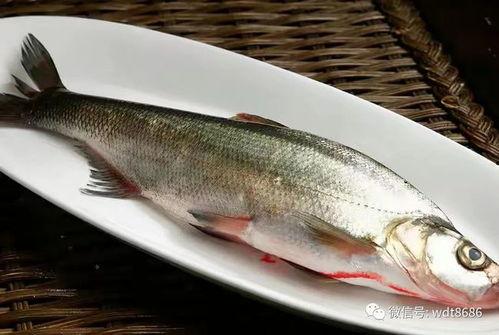 吃长腿八瓜鱼视频大全集,视频大全集带你领略水下奇观