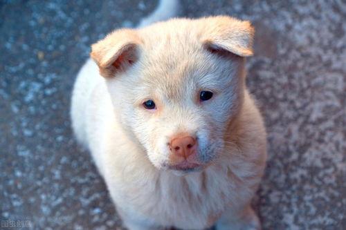 小狗吃土瓜好吗视频,趣味探索宠物美食之旅