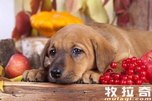 喂狗吃瓜菜皮的视频教程,轻松学会喂狗的实用教程