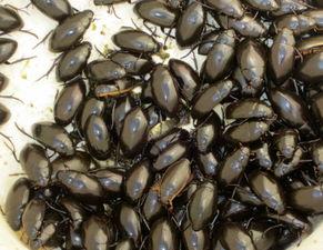 老鳖拿勺吃瓜视频,趣味横生的夏日美食瞬间