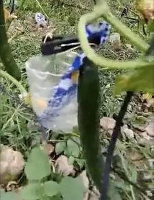 莱芜人吃瓜事件视频最新