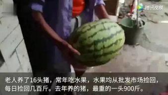 最近有什么吃瓜视频吗,娱乐圈风云再起，精彩瞬间不容错过