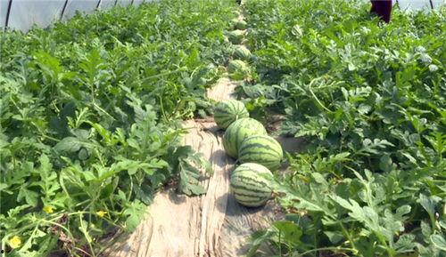 潍坊吃瓜最新事件视频,揭秘背后真相与网络热议