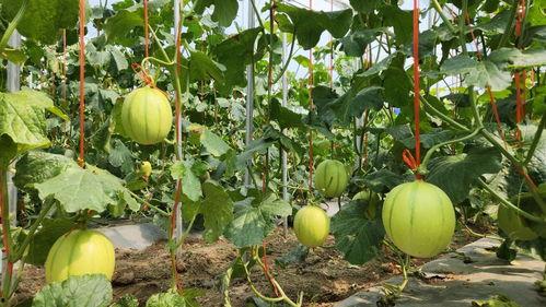 三亚吃瓜视频在线,揭秘热带海滨的美食风情