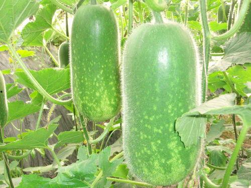 惠聪吃瓜视频大全