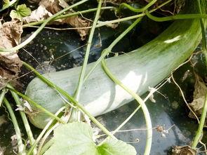 最火网红吃瓜视频,揭秘娱乐圈最新热点事件