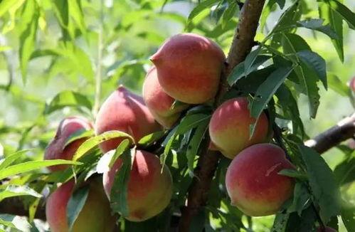 鹰嘴桃吃瓜视频,揭秘鹰嘴桃的独特魅力与美味