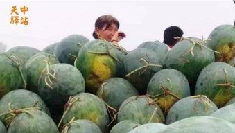 贵阳花园吃瓜现场视频,欢乐氛围下的夏日休闲时光