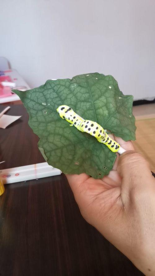 带你吃瓜毛毛虫视频大全