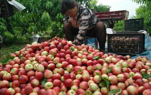 中原果农吃瓜视频,共享丰收喜悦瞬间