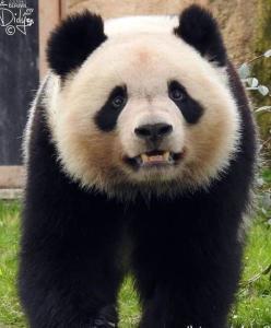 大熊猫圆梦吃瓜视频播放,一场吃瓜盛宴的视觉盛宴