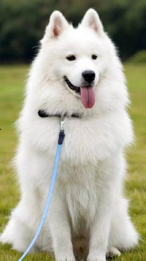 萨摩耶和比熊吃瓜视频,萌态十足引网友爆笑